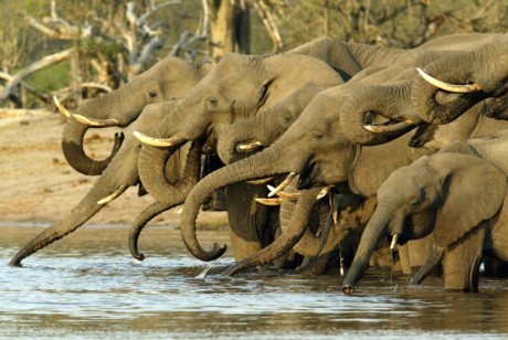 Törstiga elefanter i Botswana njuter vid ett vattenhål Törstiga elefanter i Botswana njuter vid ett vattenhål
