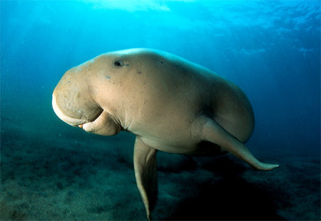 Okinawa och Japan erbjuder närkontakt med dugong Okinawa och Japan erbjuder närkontakt med dugong
